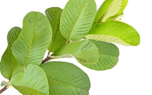 lá ổi chữa viêm da cơ địa