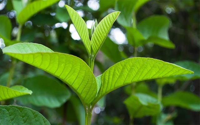cách trị bệnh viêm da cơ địa bằng lá ổi