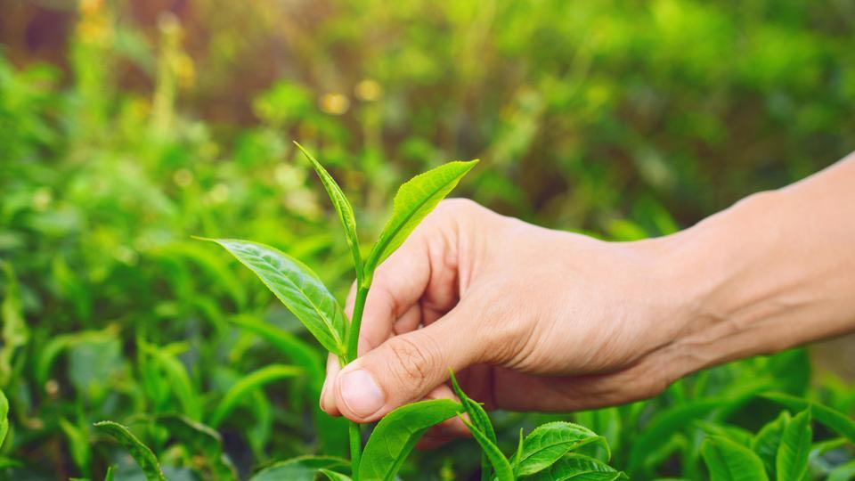 bị nổi mề đay nên dùng 