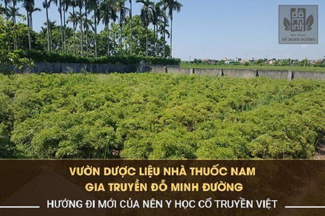 Vườn thảo dược sạch đạt chuẩn của Đỗ Minh Đường