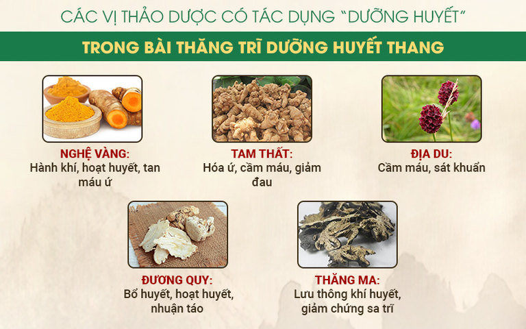 Một số vị thuốc chính trong Thăng trĩ Dưỡng huyết thang