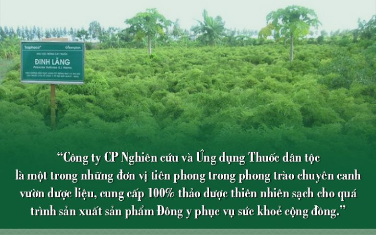 Vườn chuyên canh dược liệu của Trung tâm Thuốc dân tộc