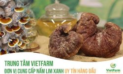 nấm lim xanh Vietfarm