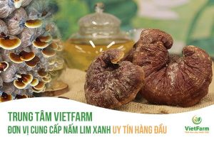 nấm lim xanh Vietfarm