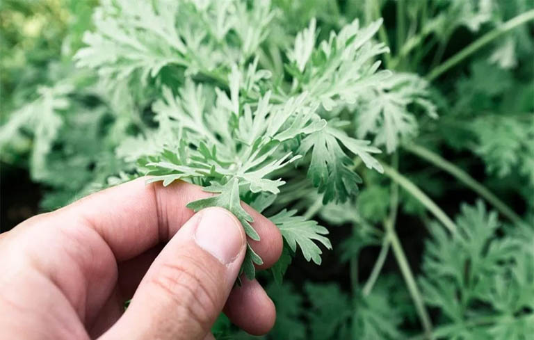 Bài thuốc chữa đau khớp gối cho người già từ ngải cứu trắng