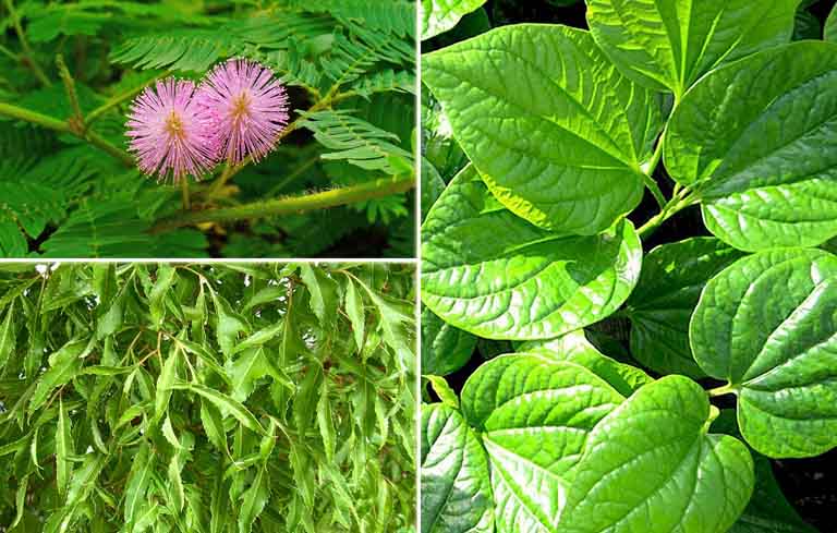 Bài thuốc chữa thoát vị đĩa đệm từ cây đinh lăng, lá lốt, cây xấu hổ