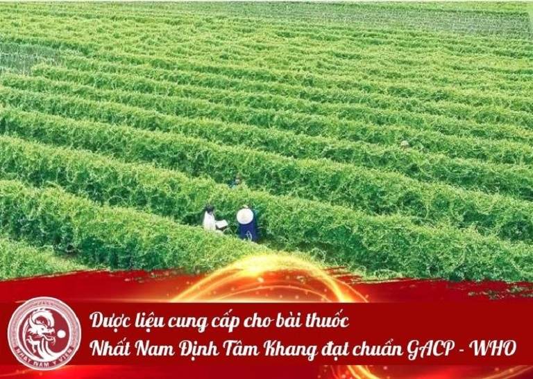 Dược liệu sạch, đạt chuẩn là điều được ưu tiên trong bài thuốc