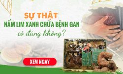 Đi tìm “bí ẩn” nấm lim xanh chữa bệnh gan - Hiệu quả hay tin đồn?