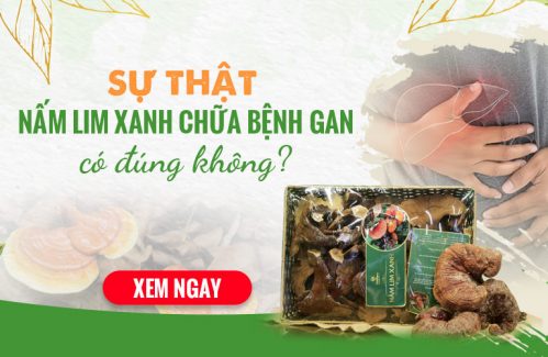 Đi tìm “bí ẩn” nấm lim xanh chữa bệnh gan - Hiệu quả hay tin đồn?