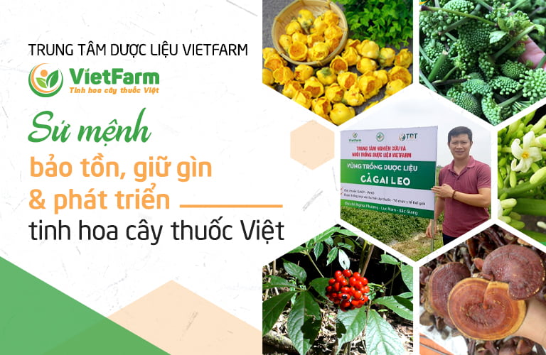 Trung tâm Vietfarm - Sứ mệnh cao cả giữ gìn tinh hoa cây thuốc Việt